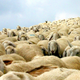 Illustration for article titled How Upvote/Downvote Sites like Reddit Breed Irrational Herd Behavior
